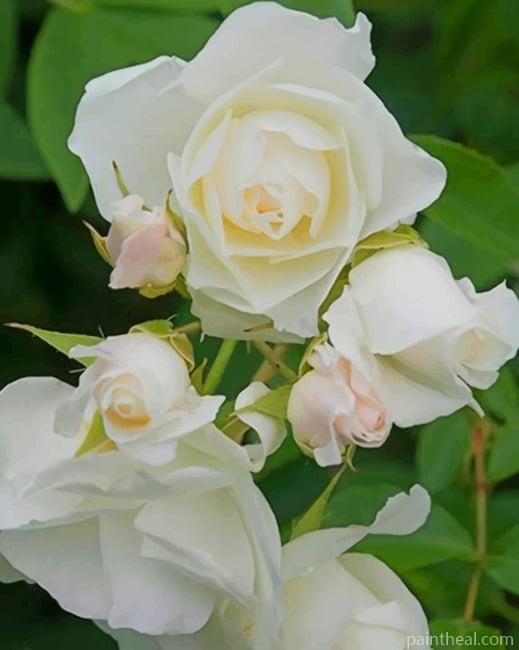 White Rosa Korbin Flowers Painting By Numbers Kits
