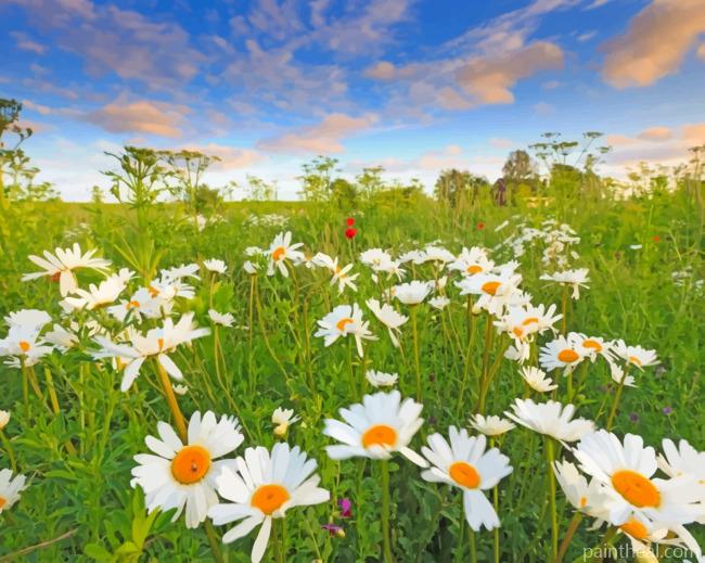 Beautiful Daisies Painting By Numbers Kits