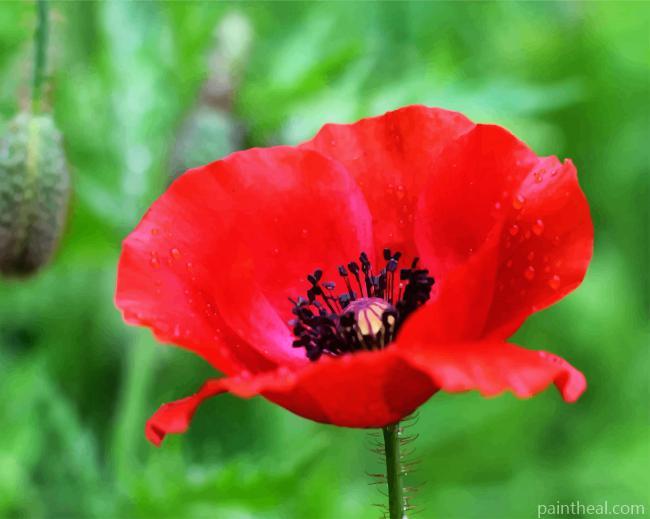 Red Poppy Flower Painting By Numbers Kits