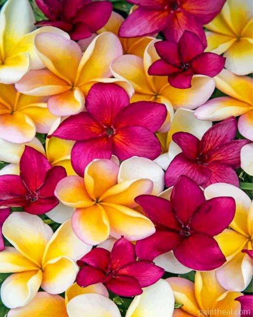Aesthetic Plumerias Painting By Numbers Kits