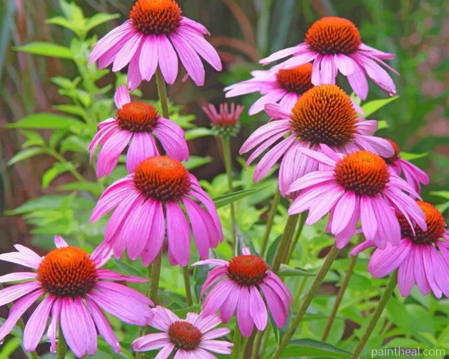 Wild Coneflower Gaillardia Painting By Numbers Kits
