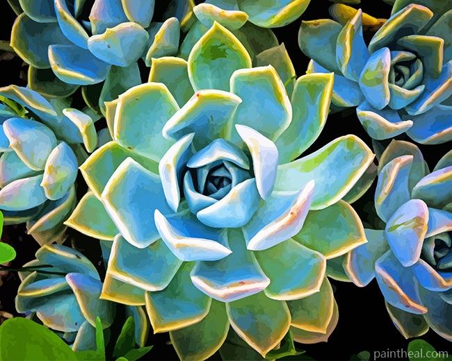 Plante Succulente NEW Painting By Numbers Kits
