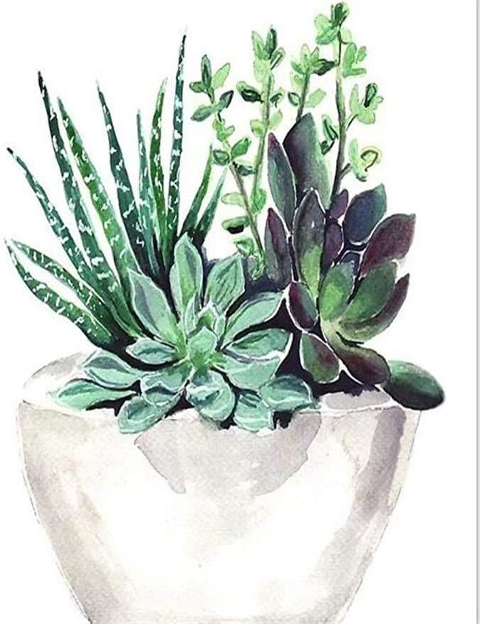 Succulent Pot Painting By Numbers Kits