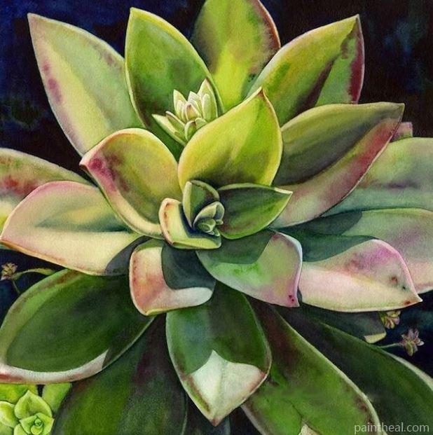 Succulents Plants Flowers Painting By Numbers Kits