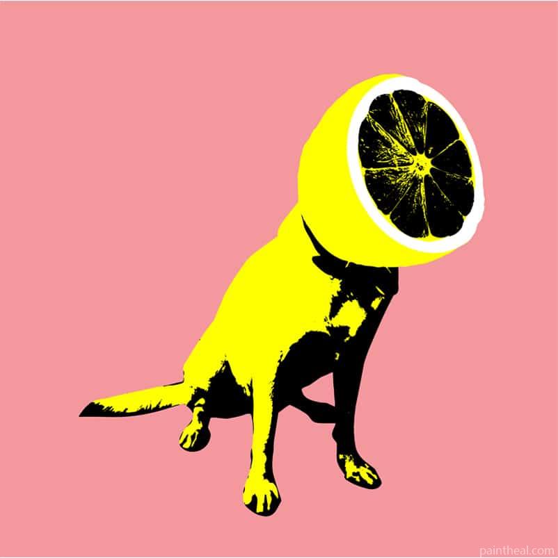 Lemon Dog Painting By Numbers Kits
