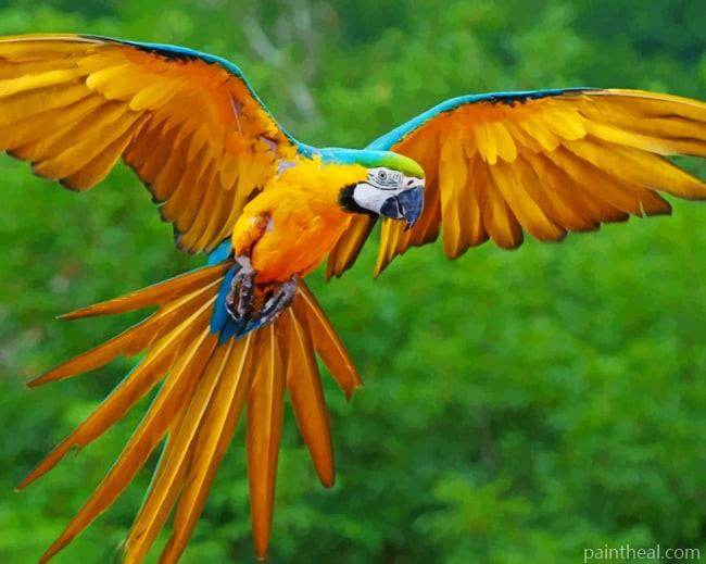 Flying Parrot Painting By Numbers Kits