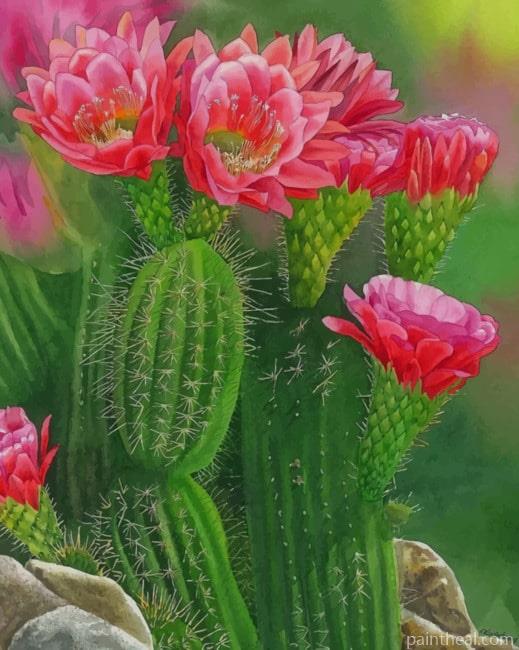 Cactus And Flowers NEW Painting By Numbers Kits