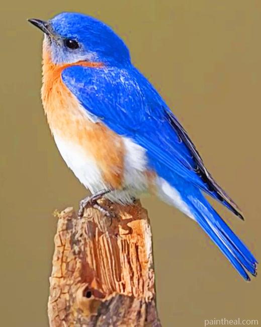 Eastern Bluebird NEW Painting By Numbers Kits