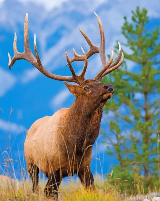 Bull Elk NEW Painting By Numbers Kits