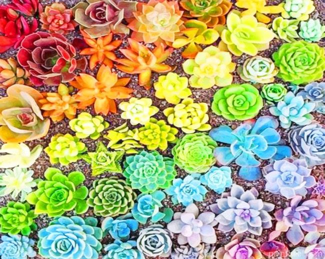 Colorful Succulents NEW Painting By Numbers Kits