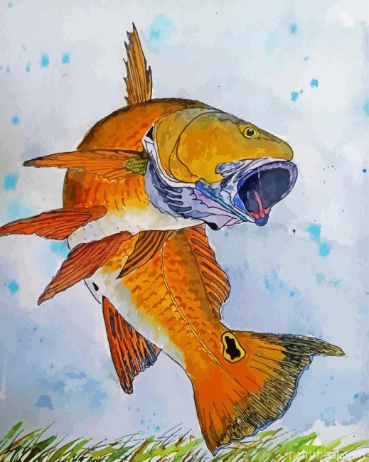 Red Drum Fish Art Painting By Numbers Kits