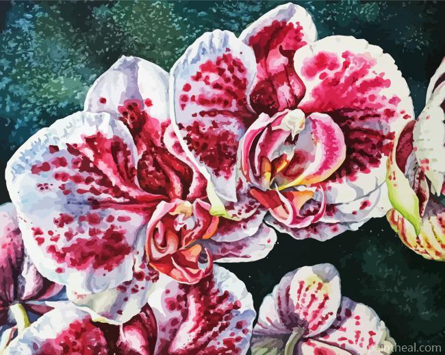 White And Pink Orchids Painting By Numbers Kits
