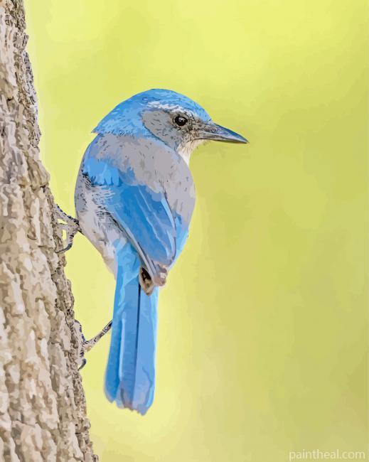 Scrub Jays On Tree Painting By Numbers Kits