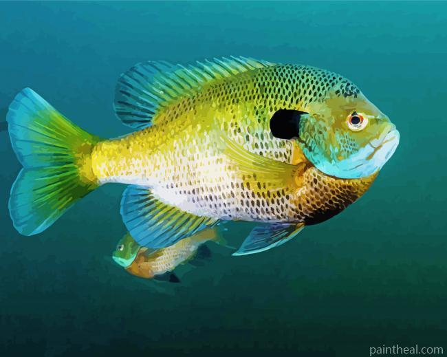 The Bluegill Fish Painting By Numbers Kits