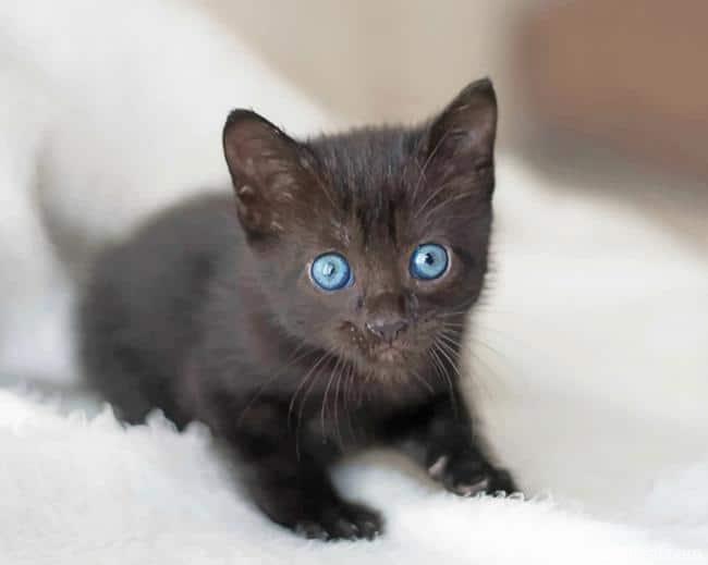 Cute Baby Cat With Blue Eyes NEW Painting By Numbers Kits