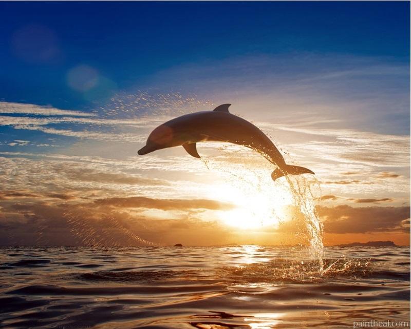 Sunset Dolphin Animals Painting By Numbers Kits