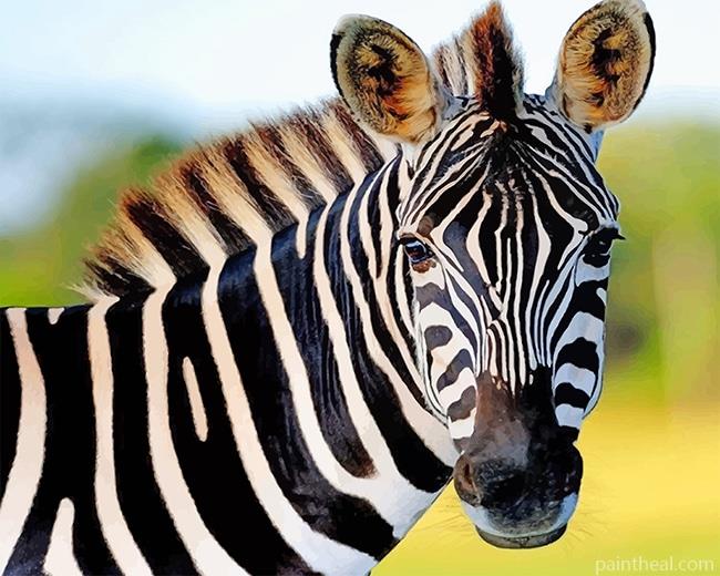 Cute Zebra NEW Painting By Numbers Kits