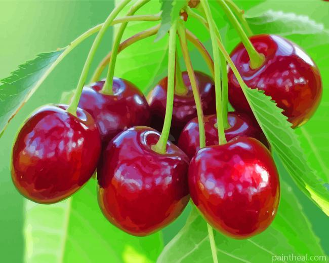 Cherry Fruit Tree Painting By Numbers Kits