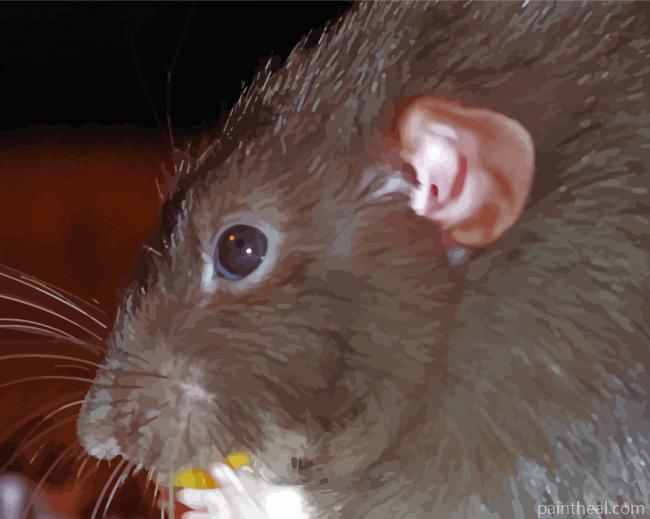 Cute Hairy Rat Eating Painting By Numbers Kits