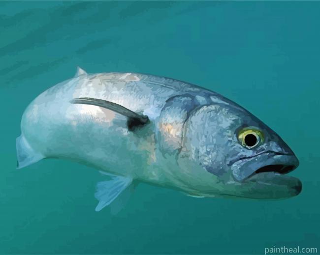 Bluefish Undersea Painting By Numbers Kits
