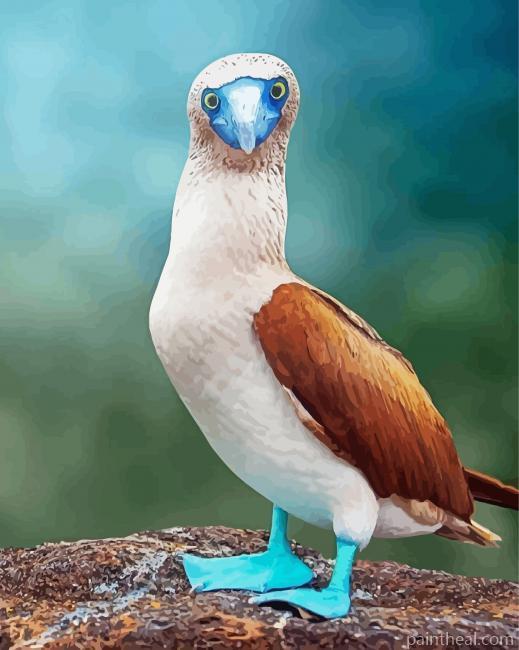 Blue Footed Booby Painting By Numbers Kits