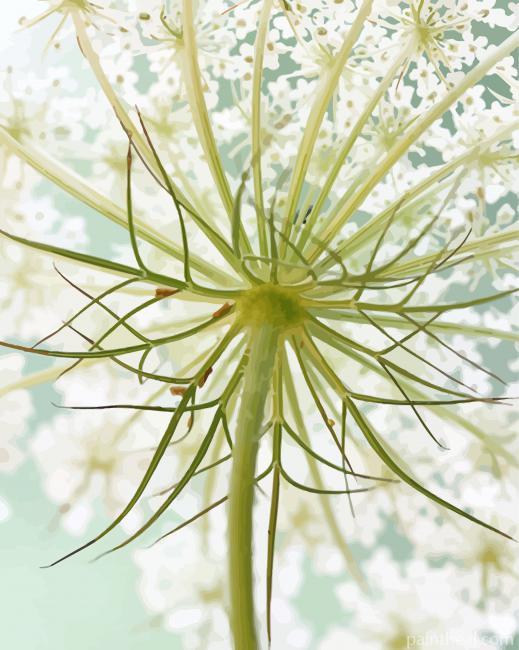 Wonderful Queen Anne's Lace Painting By Numbers Kits