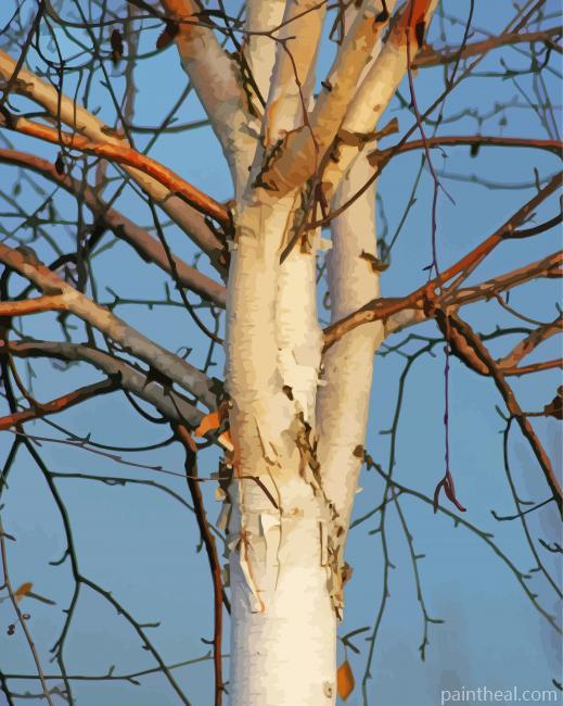 Silver Birch Plant Painting By Numbers Kits