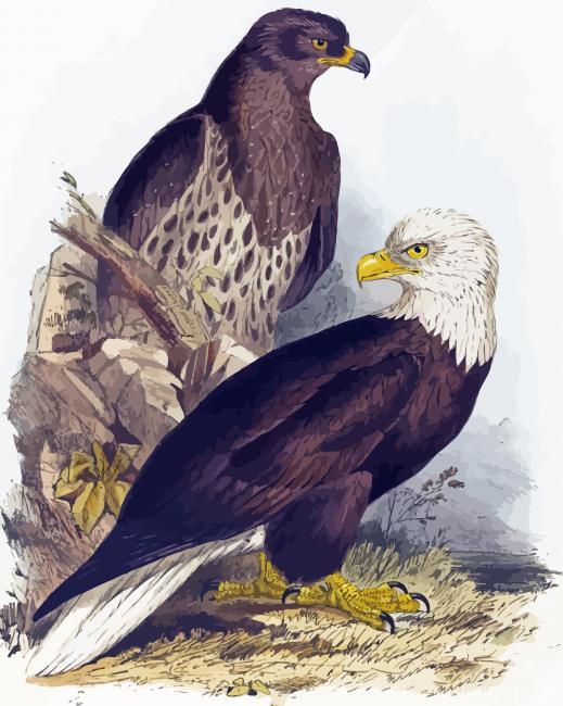 White Headed Eagle By Edward Lear Painting By Numbers Kits