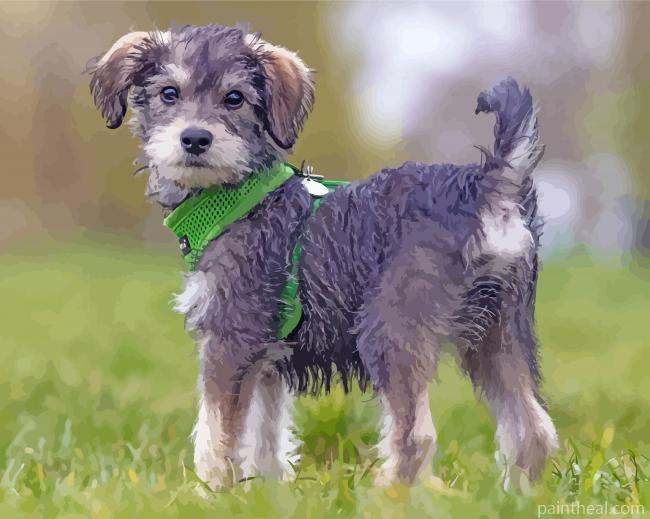 Adorable Schnoodle Puppy Painting By Numbers Kits