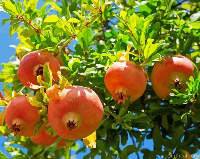 Pomegranate Fruit Tree Painting By Numbers Kits