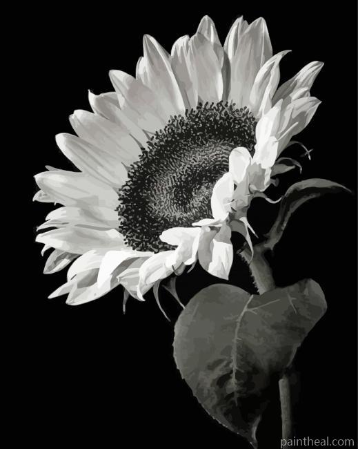 Black And White Flower Illustration Painting By Numbers Kits