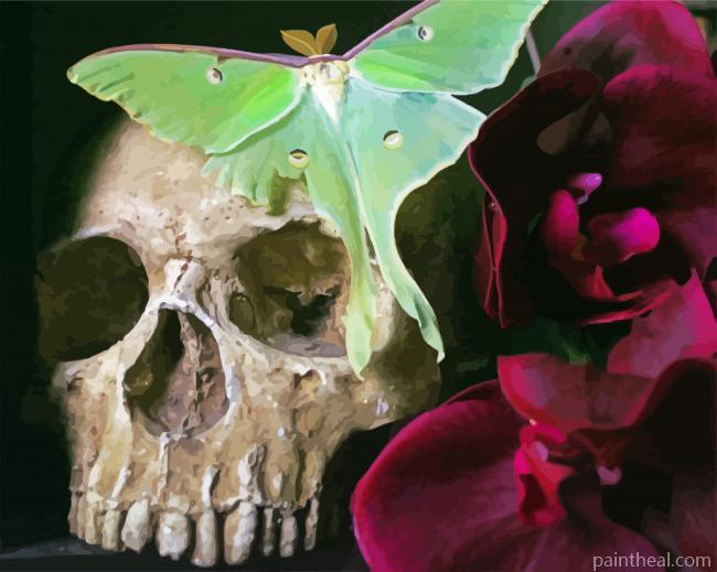 Luna Moth On Skull Painting By Numbers Kits