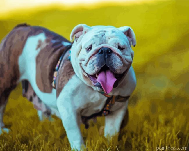 Cool Australian Bulldog Painting By Numbers Kits
