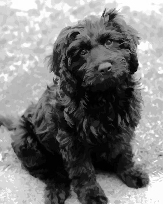 Cute Black Cavoodle Painting By Numbers Kits