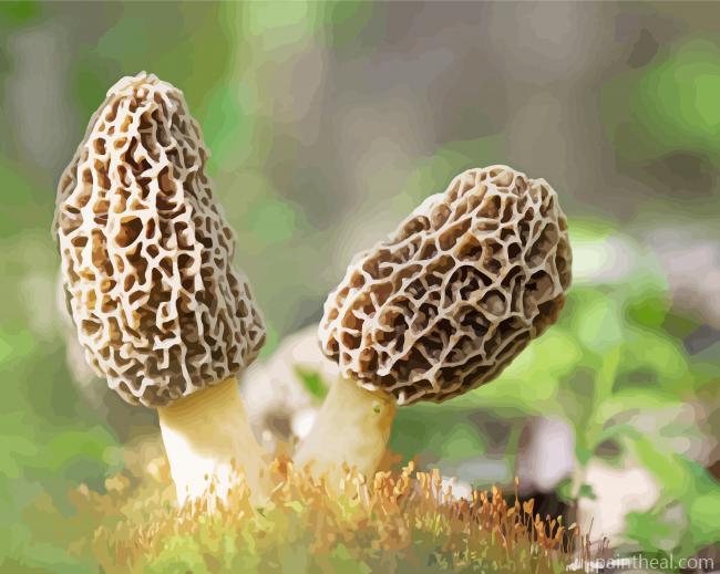 True Morels -Paint By Numbers Painting By Numbers Kits