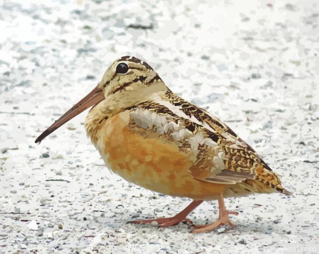 Aesthetic Woodcock Bird Painting By Numbers Kits