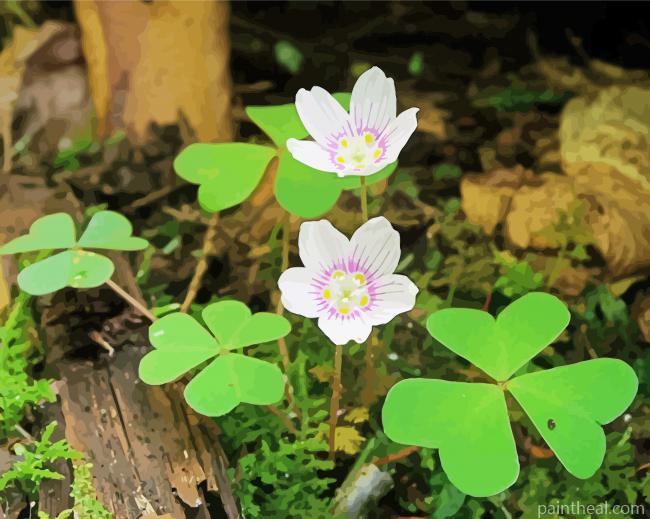 Clover Plants Painting By Numbers Kits