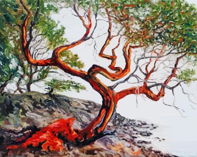 Madrone Arbutus Tree Painting By Numbers Kits