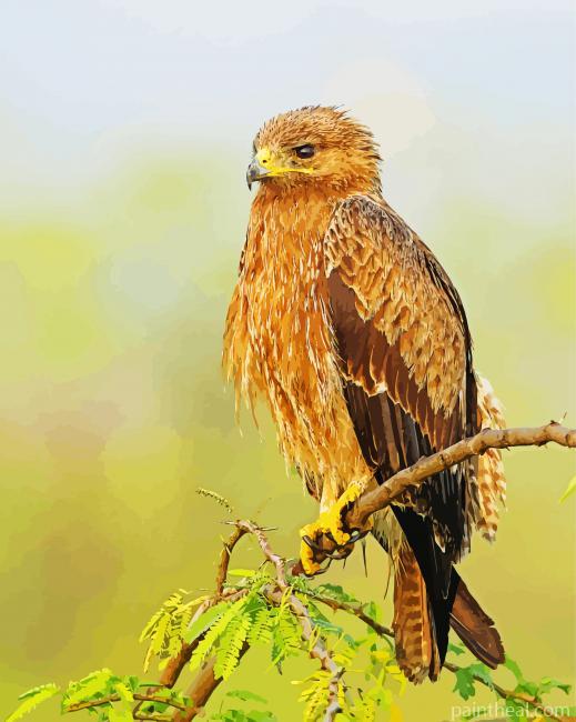 Indian Spotted Eagle Bird Painting By Numbers Kits
