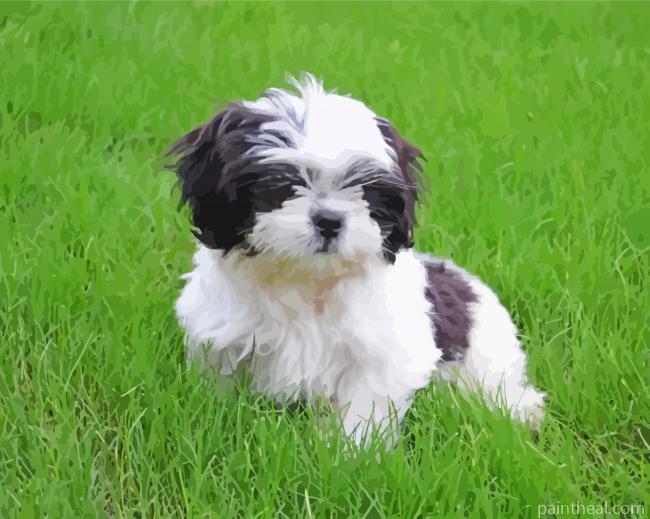 Aesthetic Black And White Shihtzu Painting By Numbers Kits