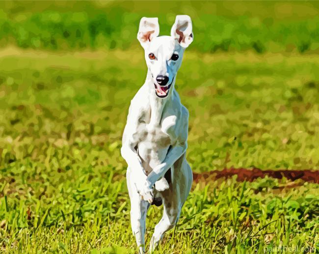 Whippet Running Painting By Numbers Kits