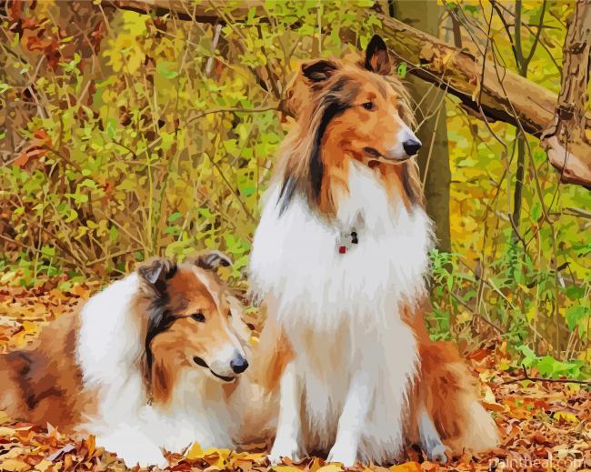 Rough Collies Painting By Numbers Kits