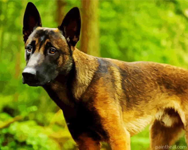 Belgian Malinois Painting By Numbers Kits