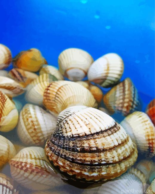 Cockles Bivalves Painting By Numbers Kits