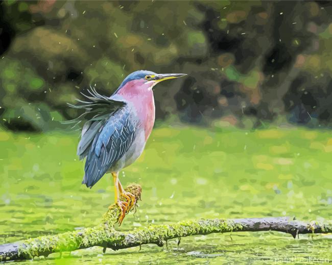 Cute Green Heron Painting By Numbers Kits