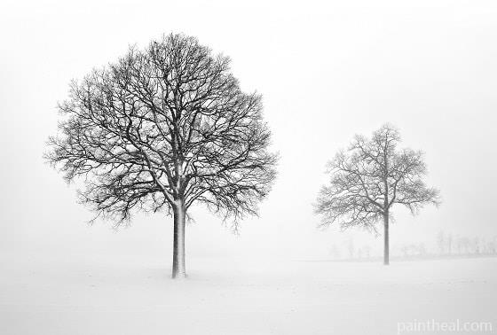 Dead Trees In Snow Painting By Numbers Kits