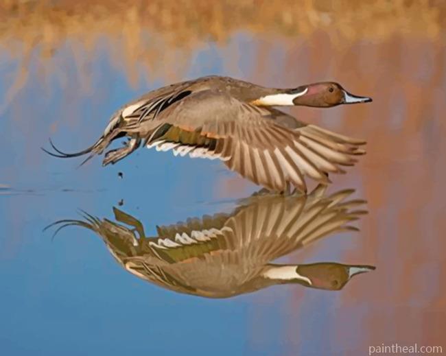Aesthetic Duck In Flight Painting By Numbers Kits