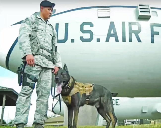 US Air Force And A Dog Painting By Numbers Kits