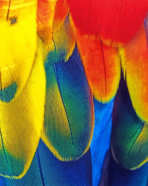 2024 Colorful Parrot Feather Paint By Number