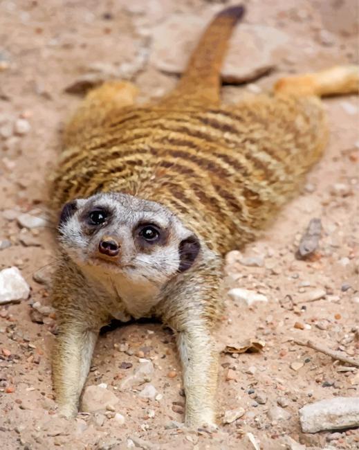 Adorable meerkat painting by numbers.jpeg